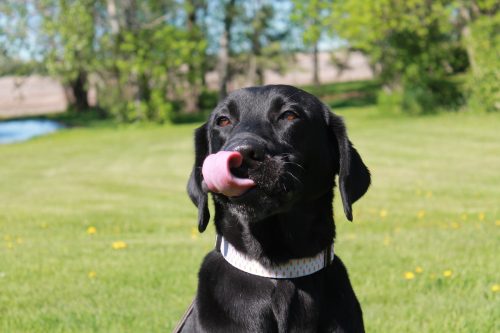 Black Lab with Tongue Out